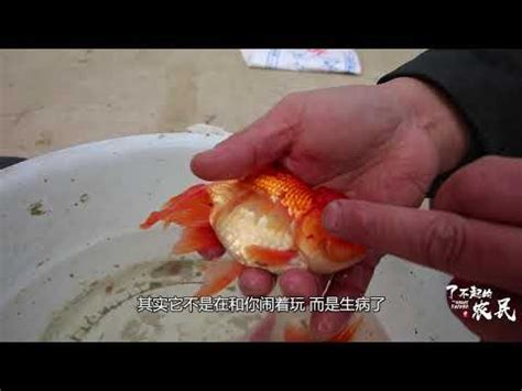 魚死了怎麼處理|[閒聊] 愛魚死後怎麼處理？